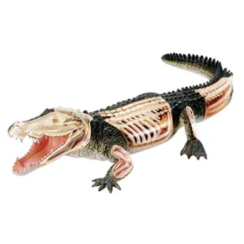 4d мастер Крокодил Анатомическая модель скелета животного головоломка для сборки Игрушки Медицинское Учебное Пособие Лабораторное Образовательное Оборудование