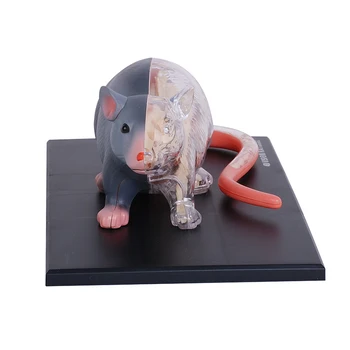 4D Мастер-модель анатомии животного Крысы, съемные органы тела, медицинская наука, обучающие игрушки 