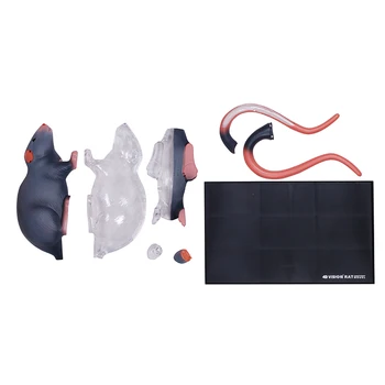 4D Мастер-модель анатомии животного Крысы, съемные органы тела, медицинская наука, обучающие игрушки 