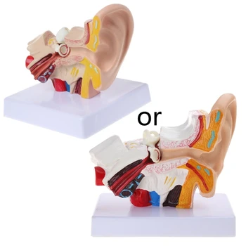 co231 Анатомическая модель человеческого уха в 1,5 раза больше натуральной величины Органомедицинские Учебные принадлежности Profe 0