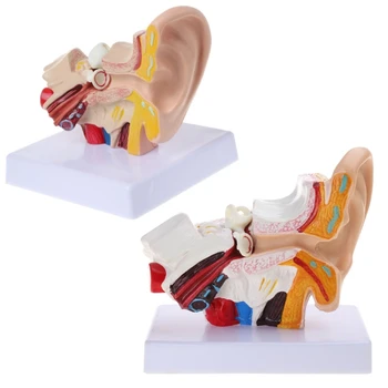 co231 Анатомическая модель человеческого уха в 1,5 раза больше натуральной величины Органомедицинские Учебные принадлежности Profe 1