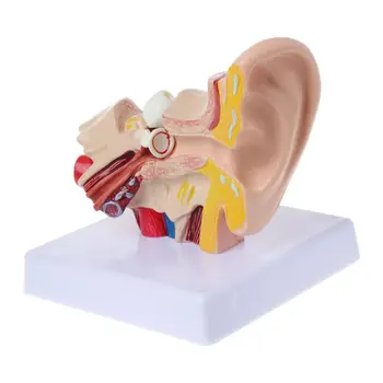 co231 Анатомическая модель человеческого уха в 1,5 раза больше натуральной величины Органомедицинские Учебные принадлежности Profe 2