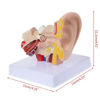 co231 Анатомическая модель человеческого уха в 1,5 раза больше натуральной величины Органомедицинские Учебные принадлежности Profe 3