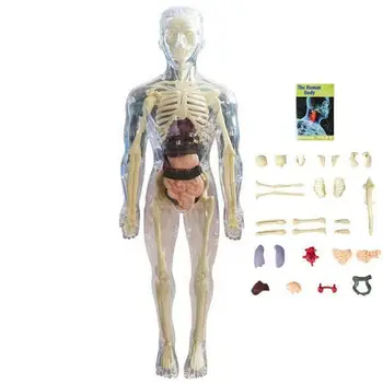 Анатомическая модель для детей 3D Анатомическая кукла Модель органа Мягкого человеческого тела Возраст 4 Игрушки для науки и образования Съемная кость органа