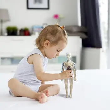 Анатомическая модель для детей 3D Анатомическая кукла Модель органа Мягкого человеческого тела Возраст 4 Игрушки для науки и образования Съемная кость органа 1