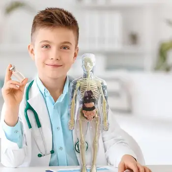 Анатомическая модель для детей 3D Анатомическая кукла Модель органа Мягкого человеческого тела Возраст 4 Игрушки для науки и образования Съемная кость органа 2