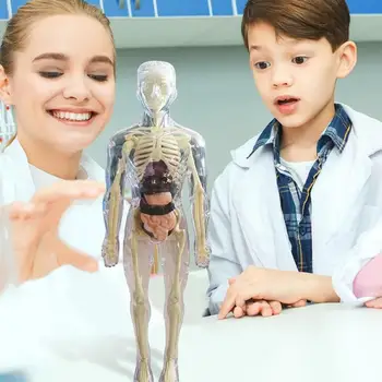 Анатомическая модель для детей 3D Анатомическая кукла Модель органа Мягкого человеческого тела Возраст 4 Игрушки для науки и образования Съемная кость органа 3