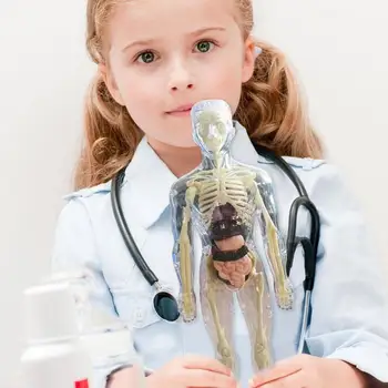 Анатомическая модель для детей 3D Анатомическая кукла Модель органа Мягкого человеческого тела Возраст 4 Игрушки для науки и образования Съемная кость органа 4