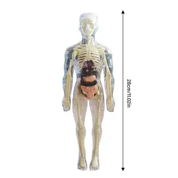 Анатомическая модель для детей 3D Анатомическая кукла Модель органа Мягкого человеческого тела Возраст 4 Игрушки для науки и образования Съемная кость органа 5
