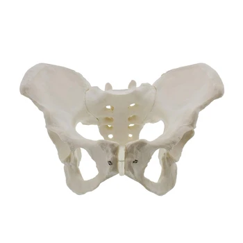 Модель женского таза в натуральную величину, модель тазобедренного сустава - Модель женской анатомии, Модель тазовой кости, Анатомическая модель женщины