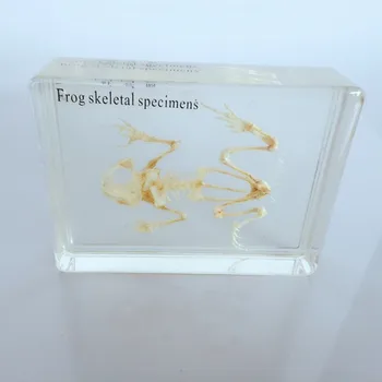 Настоящий скелет лягушки из смолы, встроенные модели образцов животных, учебные пособия по биологической анатомии ручной работы 0
