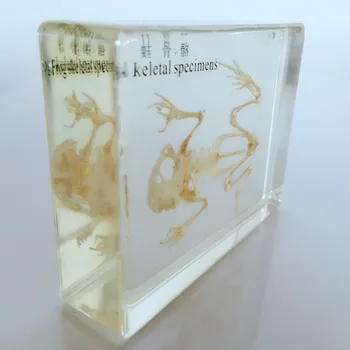 Настоящий скелет лягушки из смолы, встроенные модели образцов животных, учебные пособия по биологической анатомии ручной работы 1