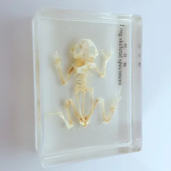 Настоящий скелет лягушки из смолы, встроенные модели образцов животных, учебные пособия по биологической анатомии ручной работы 2