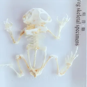 Настоящий скелет лягушки из смолы, встроенные модели образцов животных, учебные пособия по биологической анатомии ручной работы 3