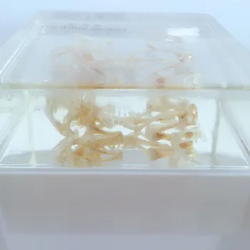 Настоящий скелет лягушки из смолы, встроенные модели образцов животных, учебные пособия по биологической анатомии ручной работы 4