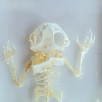 Настоящий скелет лягушки из смолы, встроенные модели образцов животных, учебные пособия по биологической анатомии ручной работы 5