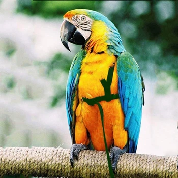 Поводок для птиц-попугаев, Уличные Летающие Тяговые ремни, Регулируемая Тренировочная веревка для защиты от укусов 1